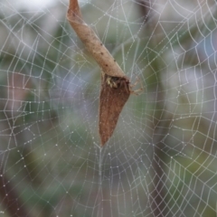 Phonognatha graeffei (Leaf Curling Spider) at Cook, ACT - 4 May 2015 by Tammy