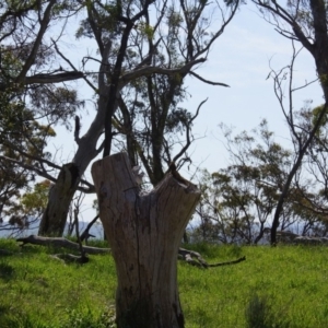 Pogona barbata at Belconnen, ACT - 12 Sep 2015