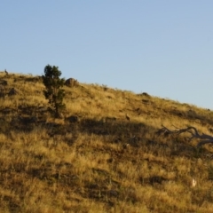 Macropus giganteus (Eastern Grey Kangaroo) at Belconnen, ACT - 29 Dec 2013 by Tammy