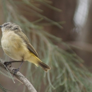 Acanthiza chrysorrhoa at Barton, ACT - 1 Feb 2018