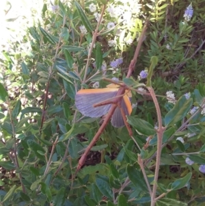 Didymuria violescens at Wamboin, NSW - 31 Dec 2017