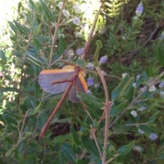 Didymuria violescens at Wamboin, NSW - 31 Dec 2017