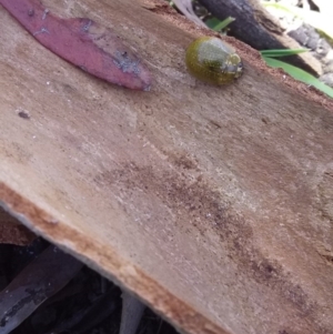 Paropsisterna cloelia at Wamboin, NSW - 1 Jan 2018