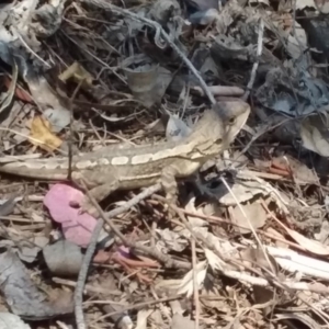 Amphibolurus muricatus at Wamboin, NSW - 1 Jan 2018