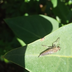 Cerdistus sp. (genus) at Wamboin, NSW - 6 Jan 2018