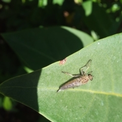 Cerdistus sp. (genus) at Wamboin, NSW - 6 Jan 2018 10:58 AM