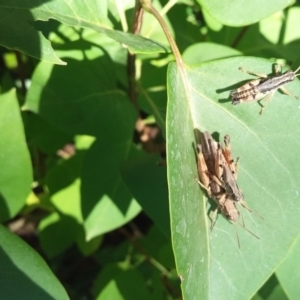 Phaulacridium vittatum at Wamboin, NSW - 6 Jan 2018 10:58 AM