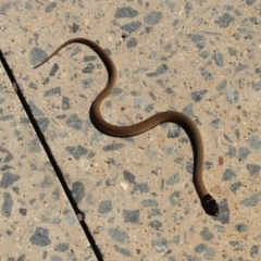 Pseudonaja textilis (Eastern Brown Snake) at Molonglo Valley, ACT - 25 Feb 2013 by KMcCue