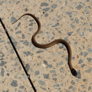 Pseudonaja textilis at Molonglo Valley, ACT - 25 Feb 2013