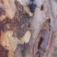 Rutilia sp. (genus) (A Rutilia bristle fly, subgenus unknown) at Wamboin, NSW - 6 Jan 2018 by natureguy