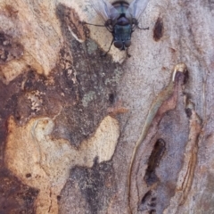 Rutilia sp. (genus) at Wamboin, NSW - 6 Jan 2018 11:00 AM