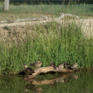 Anas gracilis at Primrose Valley, NSW - 12 Nov 2007