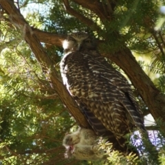 Ninox strenua (Powerful Owl) at Acton, ACT - 20 Aug 2017 by Tammy