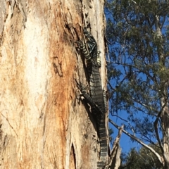 Varanus varius (Lace Monitor) at Nanima, NSW - 3 Oct 2016 by 81mv