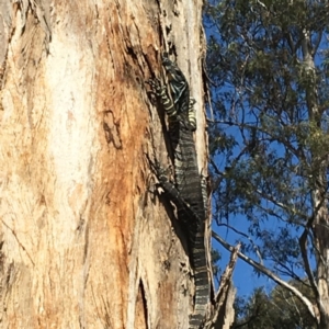 Varanus varius at Nanima, NSW - 3 Oct 2016