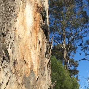 Varanus varius at Nanima, NSW - suppressed