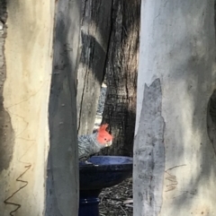 Callocephalon fimbriatum (Gang-gang Cockatoo) at Nanima, NSW - 20 Dec 2017 by 81mv