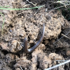 Hemiergis talbingoensis (Three-toed Skink) at Nanima, NSW - 2 Jul 2016 by 81mv