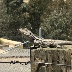 Amphibolurus muricatus at Nanima, NSW - 10 Dec 2017 12:48 PM