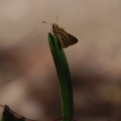 Ocybadistes walkeri (Green Grass-dart) at Aranda, ACT - 24 Feb 2017 by KMcCue