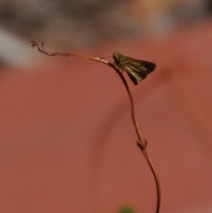 Ocybadistes walkeri at Aranda, ACT - 24 Feb 2017