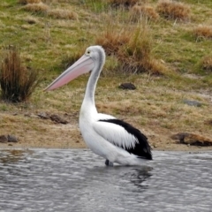 Pelecanus conspicillatus (Australian Pelican) at Lanyon - northern section - 23 Aug 2017 by RodDeb