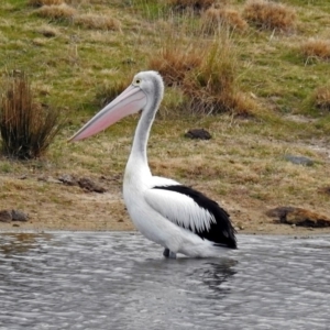 Pelecanus conspicillatus at Gordon, ACT - 24 Aug 2017