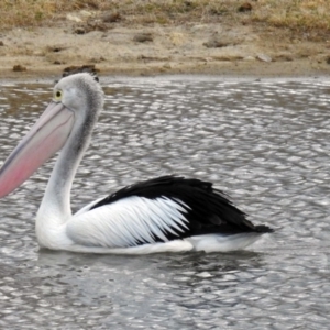 Pelecanus conspicillatus at Gordon, ACT - 24 Aug 2017