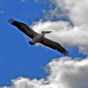 Pelecanus conspicillatus at Gordon, ACT - 24 Aug 2017