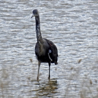 Ardea pacifica (White-necked Heron) at Lanyon - northern section - 1 Feb 2018 by RodDeb