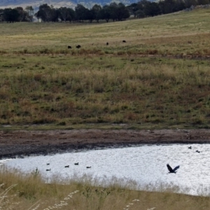 Ardea pacifica at Gordon, ACT - 1 Feb 2018 05:26 PM