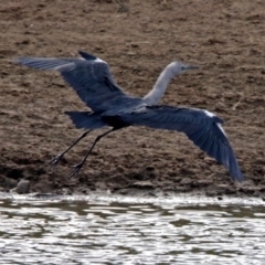 Ardea pacifica at Gordon, ACT - 1 Feb 2018 05:26 PM