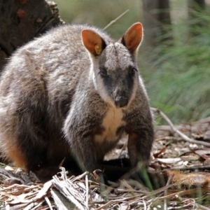 Petrogale penicillata at Paddys River, ACT - 1 Feb 2018