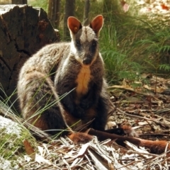 Petrogale penicillata at Paddys River, ACT - suppressed