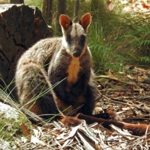 Petrogale penicillata at Paddys River, ACT - suppressed