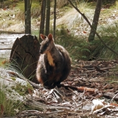 Petrogale penicillata at Paddys River, ACT - suppressed