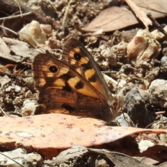 Geitoneura klugii (Marbled Xenica) at Paddys River, ACT - 1 Feb 2018 by RodDeb