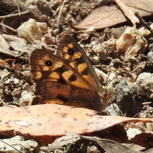 Geitoneura klugii at Paddys River, ACT - 1 Feb 2018