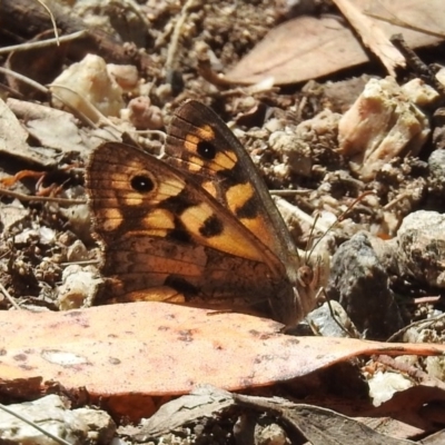 Geitoneura klugii (Marbled Xenica) at Paddys River, ACT - 1 Feb 2018 by RodDeb