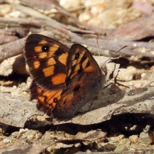 Geitoneura klugii at Paddys River, ACT - 1 Feb 2018 03:38 PM