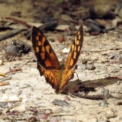 Geitoneura klugii at Paddys River, ACT - 1 Feb 2018 03:38 PM