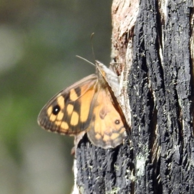 Geitoneura klugii (Marbled Xenica) at Paddys River, ACT - 1 Feb 2018 by RodDeb