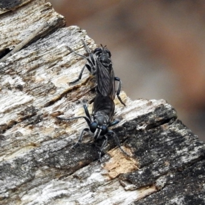 Orthogonis sp. (genus) (Robber fly) at Paddys River, ACT - 1 Feb 2018 by RodDeb