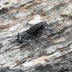 Orthogonis sp. (genus) at Paddys River, ACT - 1 Feb 2018