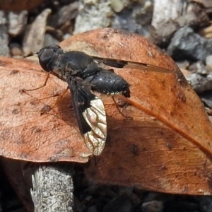 Comptosia (genus) at Paddys River, ACT - 1 Feb 2018 12:51 PM