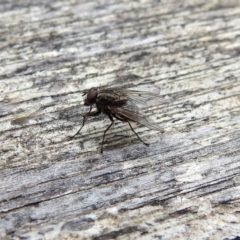 Helina sp. (genus) (Muscid fly) at Tidbinbilla Nature Reserve - 1 Feb 2018 by RodDeb