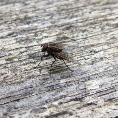 Helina sp. (genus) (Muscid fly) at Paddys River, ACT - 1 Feb 2018 by RodDeb