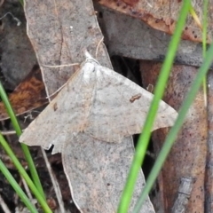 Dissomorphia australiaria (Dissomorphia australiaria) at Paddys River, ACT - 1 Feb 2018 by RodDeb