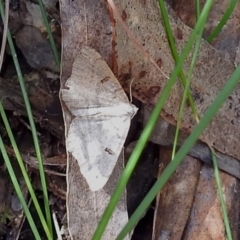 Dissomorphia australiaria at Paddys River, ACT - 1 Feb 2018