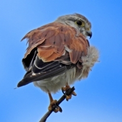 Falco cenchroides (Nankeen Kestrel) at Paddys River, ACT - 1 Feb 2018 by RodDeb